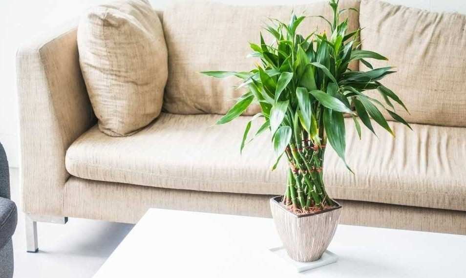 dracaena-care