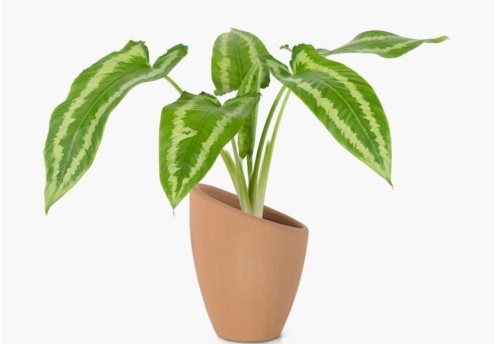 dieffenbachia-care