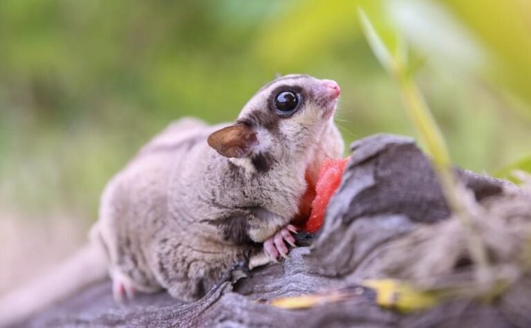 how-to-get-rid-of-possums