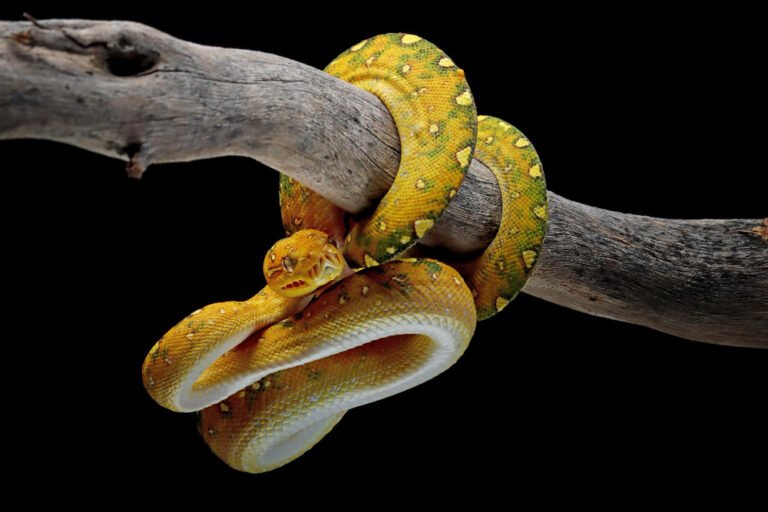 how-to-get-rid-of-snakes