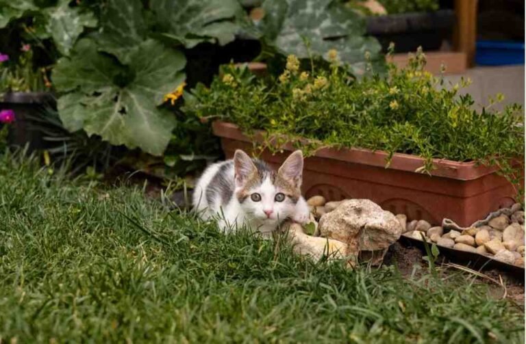 how-to-keep-cats-out-of-your-yard