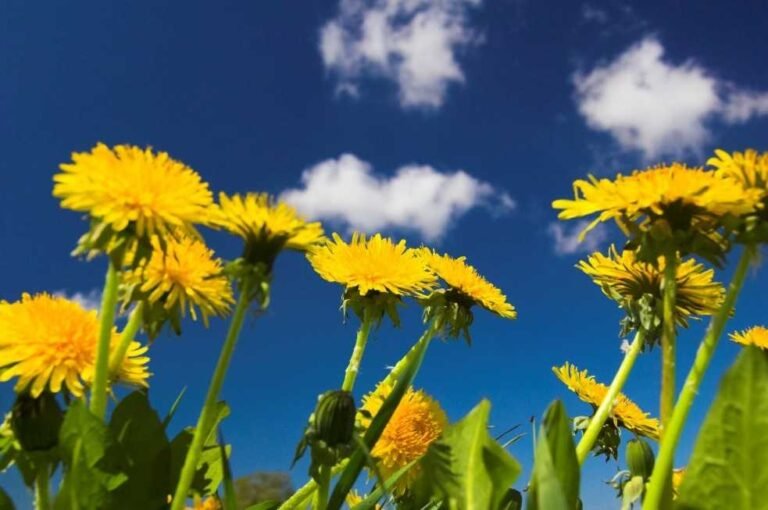 dandelions