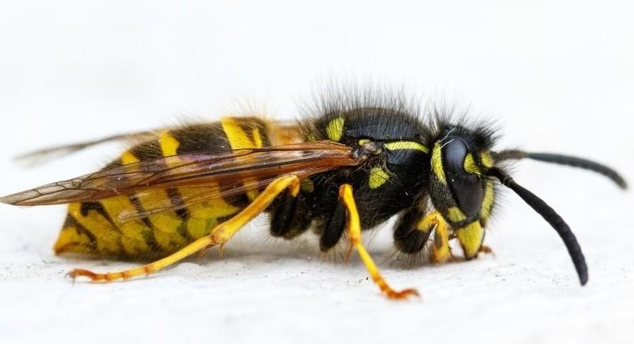 how-to-get-rid-of-yellow-jackets