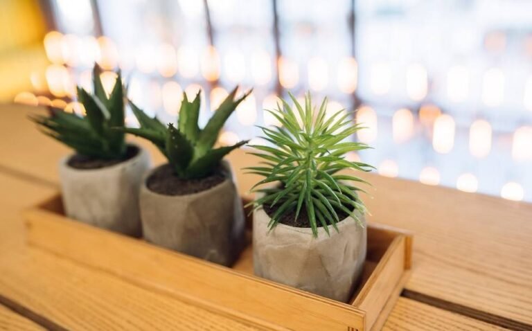 how-to-take-care-of-mini-succulents-on-desk