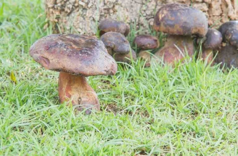 how-to-get-rid-of-mushrooms-in-yard