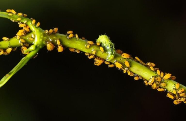 common-houseplant-pests