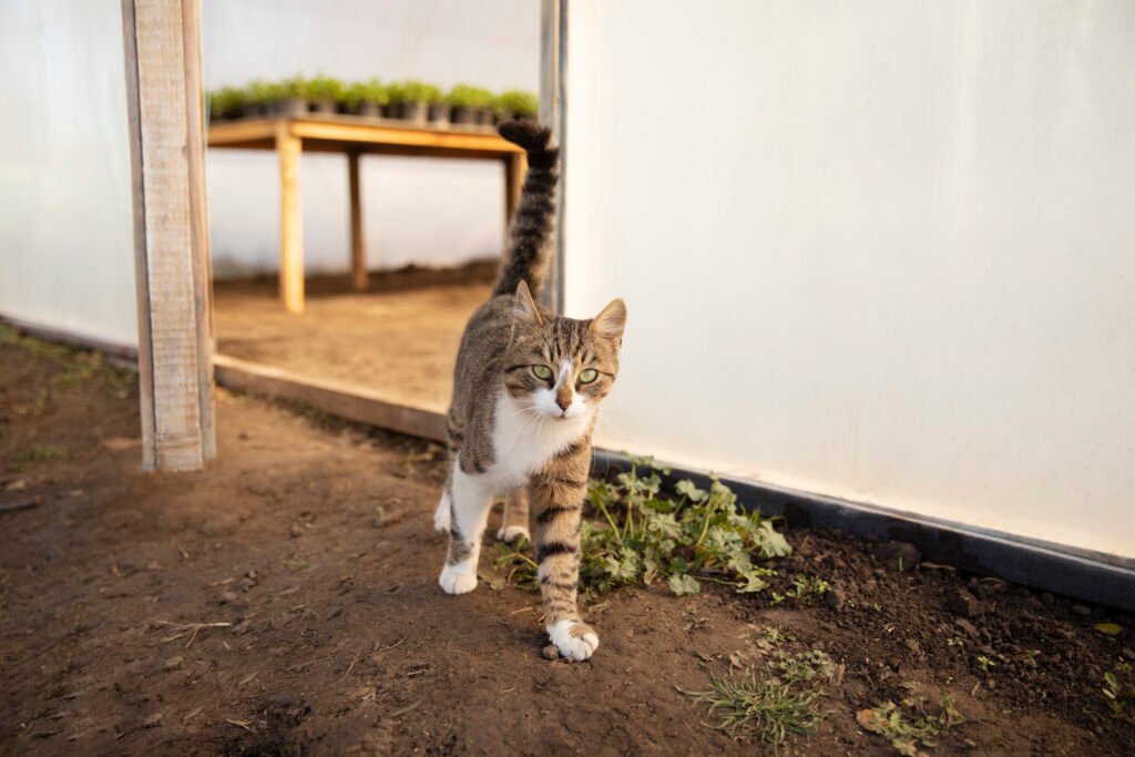 how-to-keep-cats-out-of-your-yard