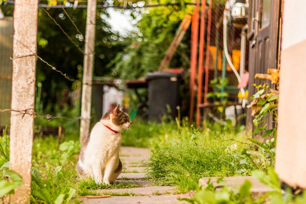 how-to-keep-cats-out-of-your-yard