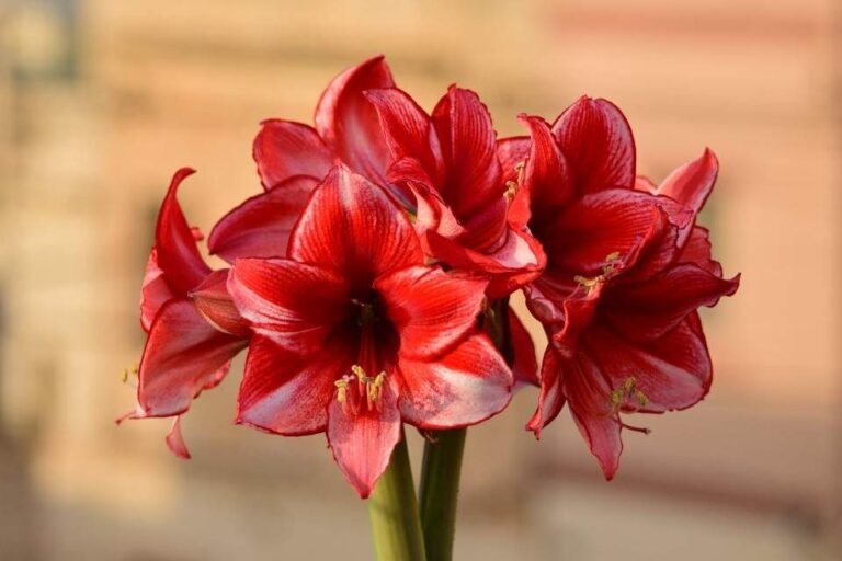 Care-for-Amaryllis