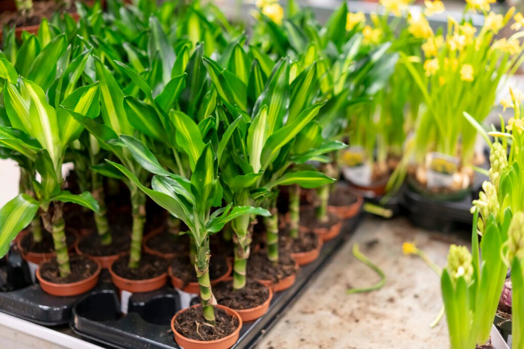 dracaena-care