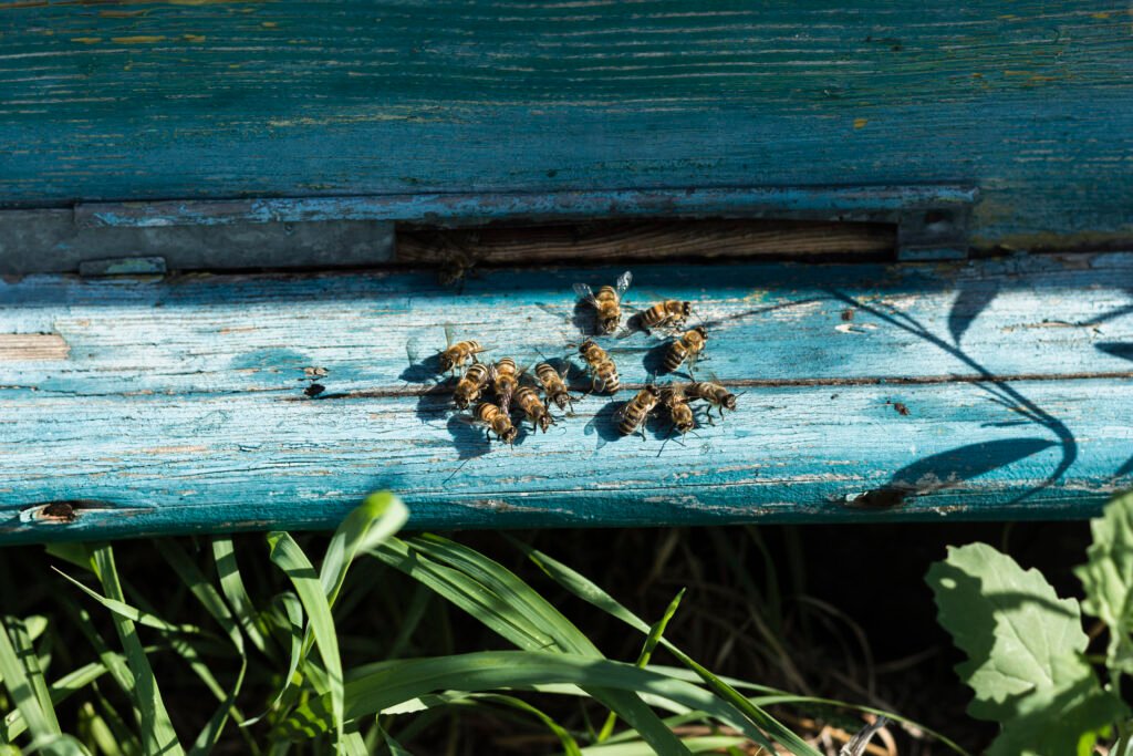 how-to-get-rid-of-ground-bees
