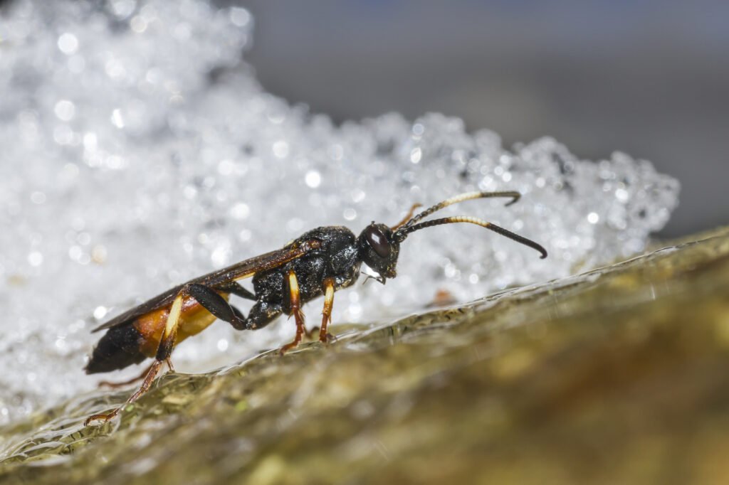 how-to-get-rid-of-yellow-jackets