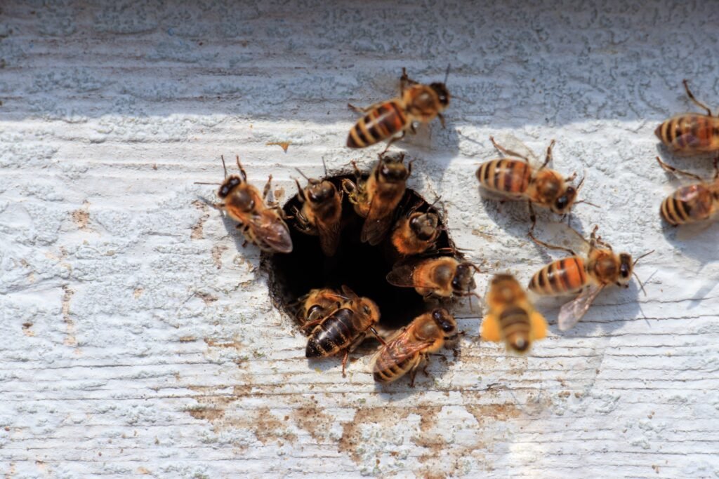 how-to-get-rid-of-ground-bees