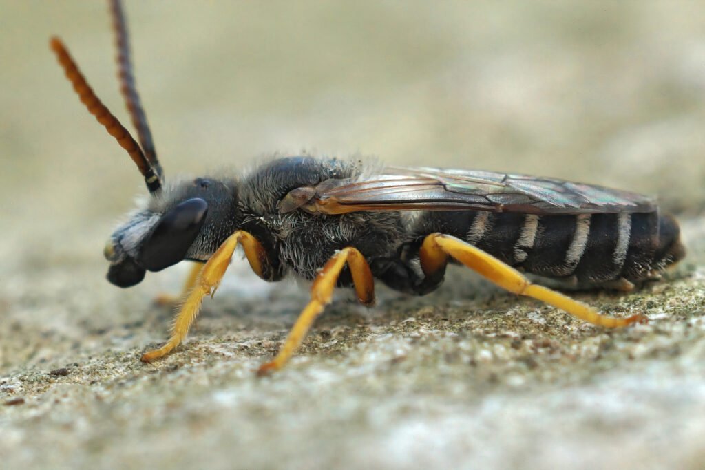 how-to-get-rid-of-yellow-jackets