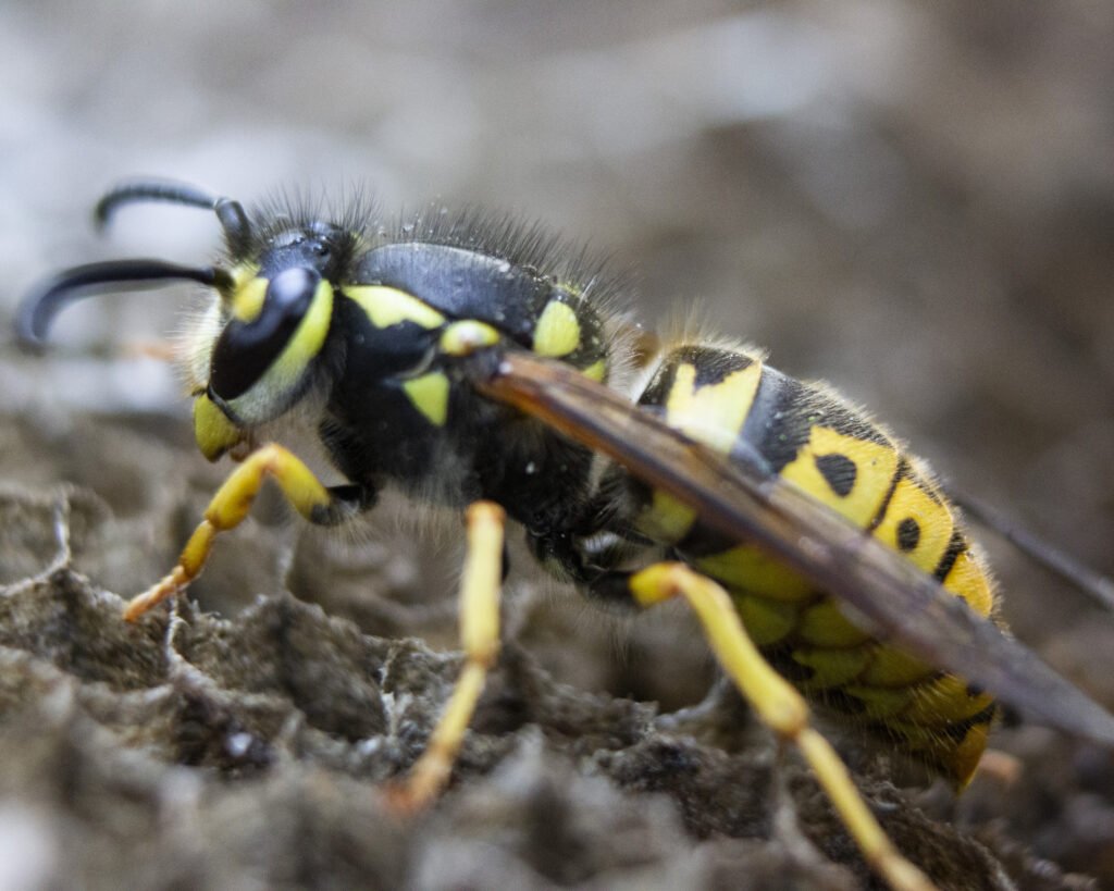 how-to-get-rid-of-yellow-jackets