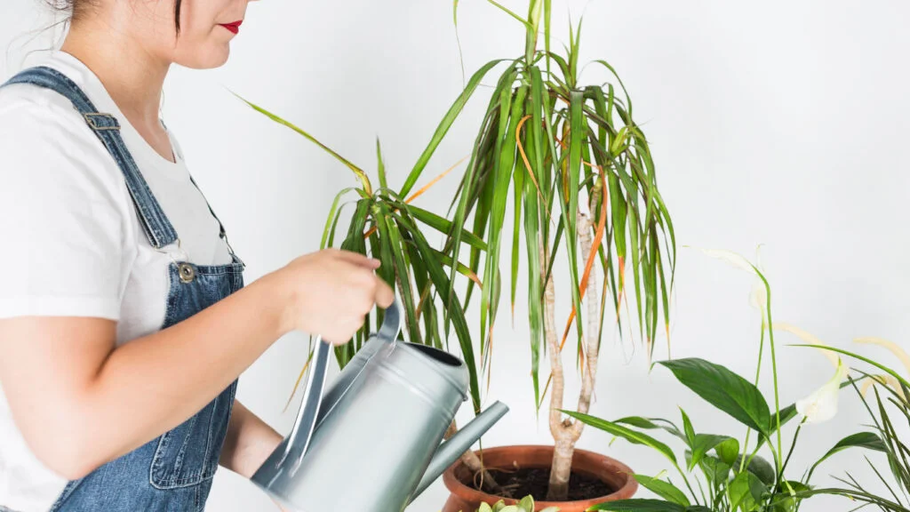 planting-cast-iron-plants