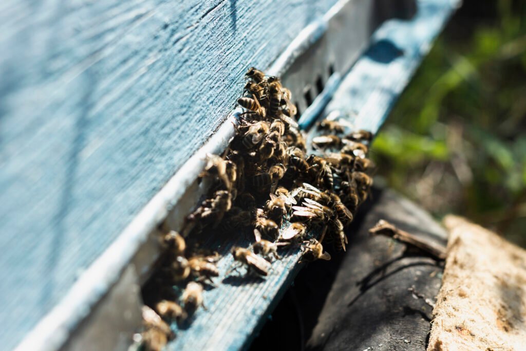 how-to-get-rid-of-ground-bees