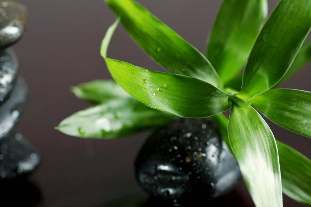 dracaena-care