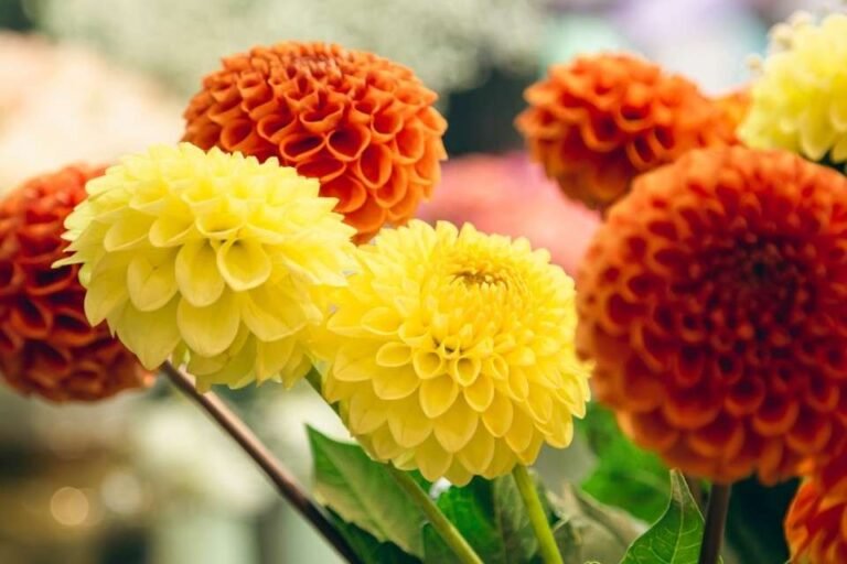 how-to-overwinter-mums