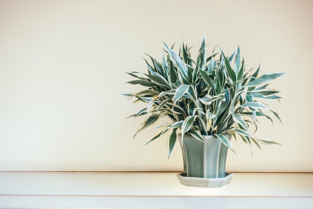 planting-cast-iron-plants