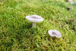 how-to-get-rid-of-grass-fungus