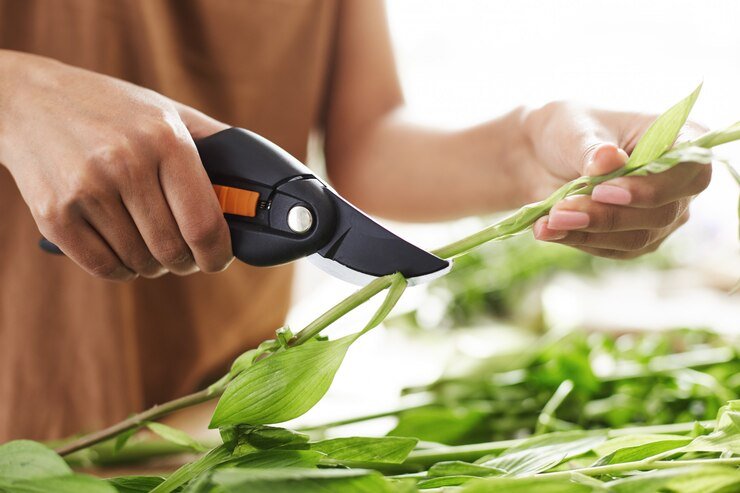 harvesting basil