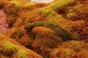 peat-moss