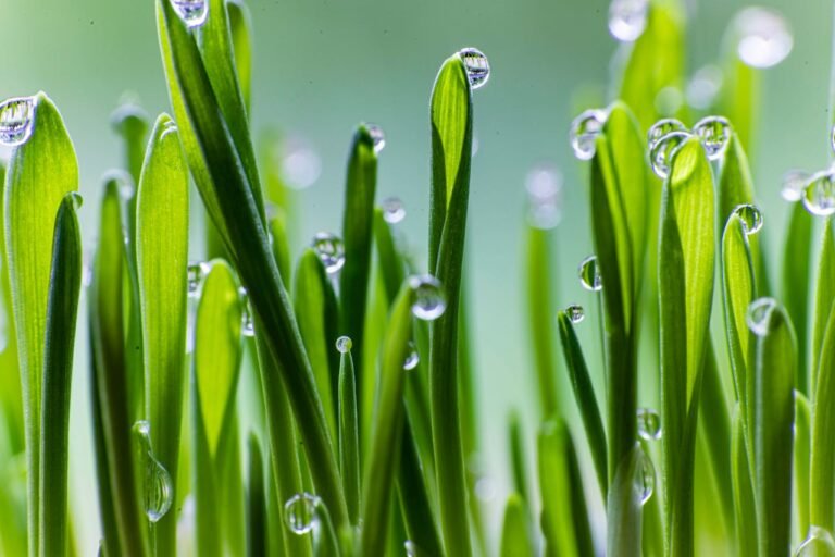 Wet Leaves Handling for Lawn and Garden