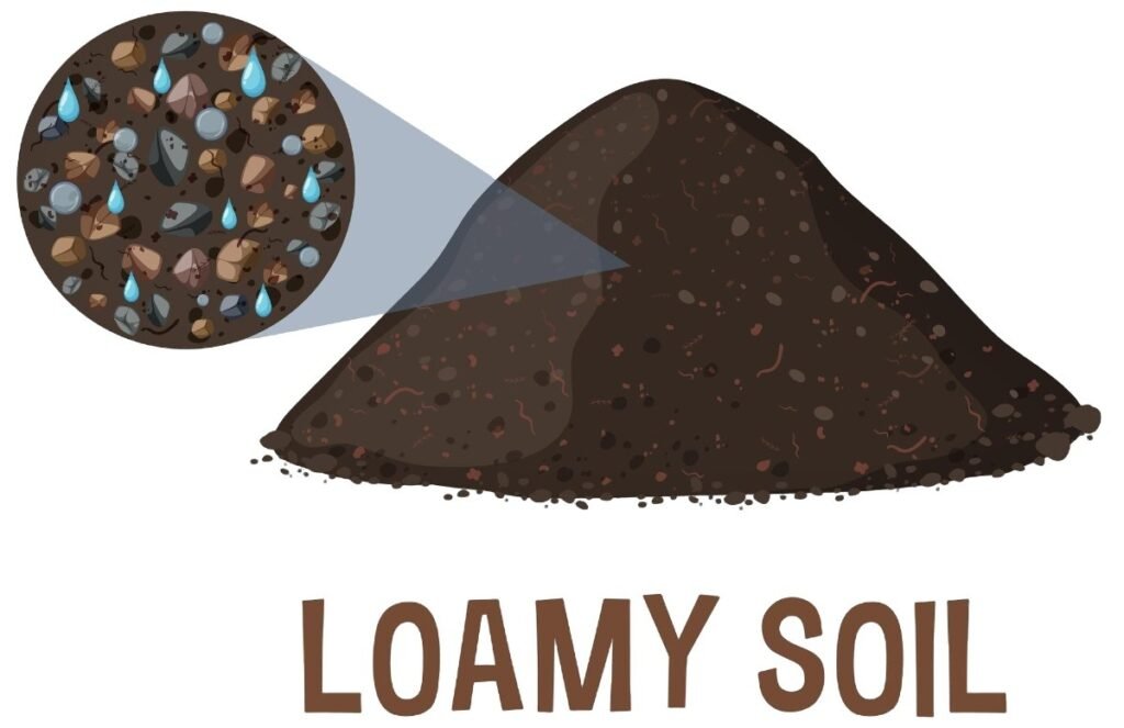Loamy Soil