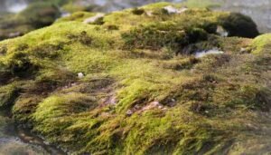 peat moss