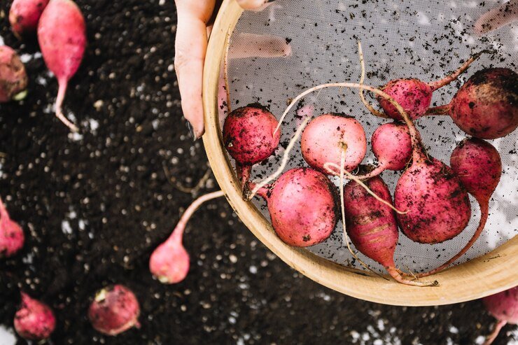 Growing Beets