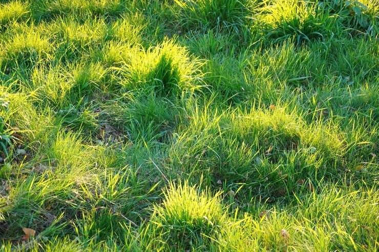 how to grow zoysia grass