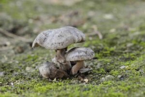 how to get rid of grass fungus