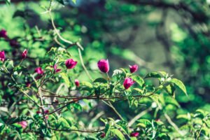 how to prune roses