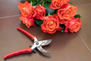 how to prune roses