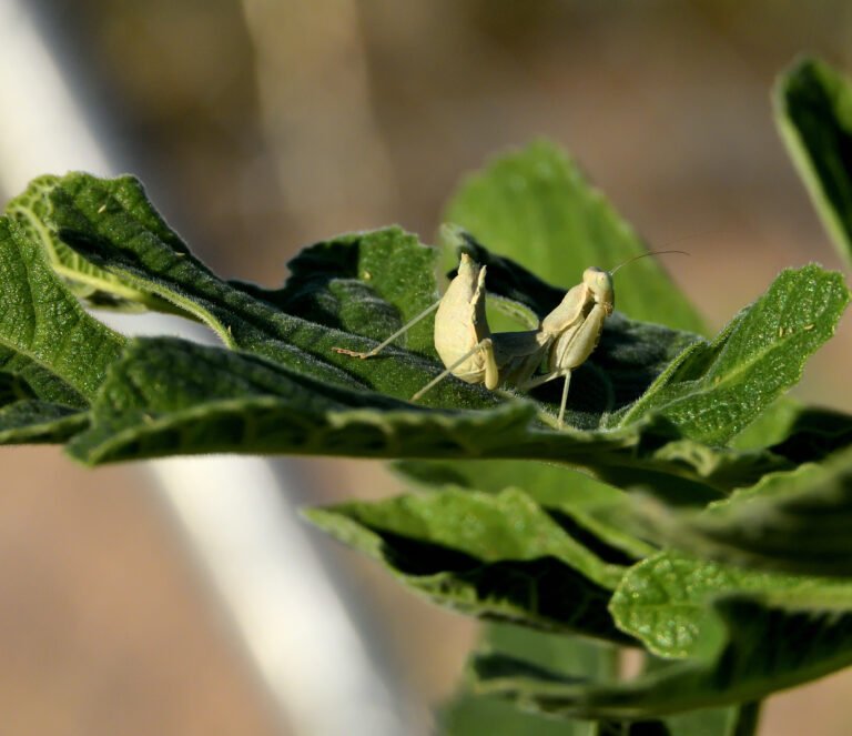 Tiny White Bugs on Plants