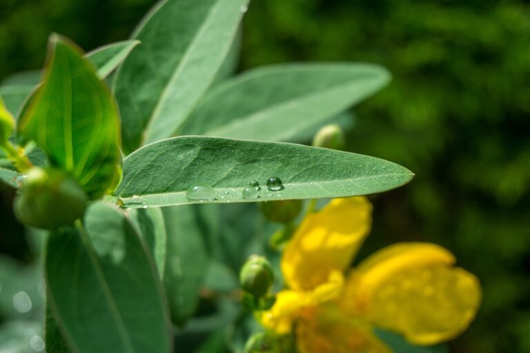 aphids on milkweed