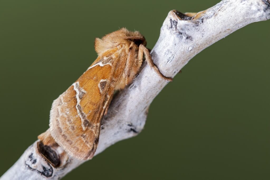 how to get rid of bagworms