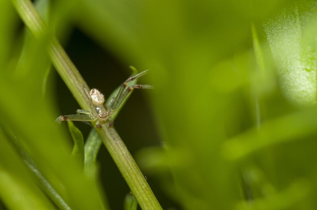 Tiny White Bugs on Plants