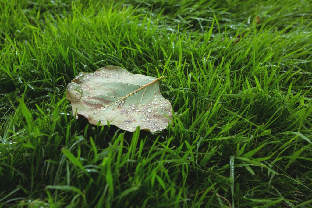 how long to water grass