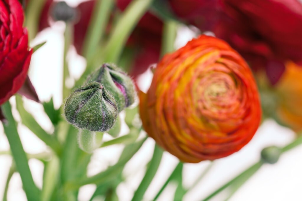 are ranunculus perennials