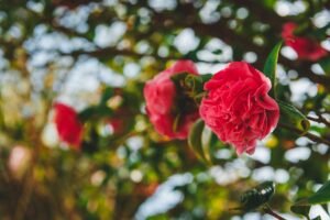 how to prune roses