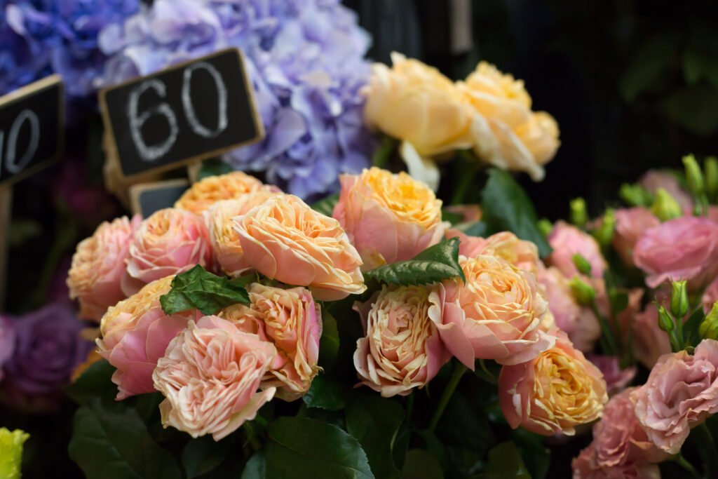 are ranunculus perennials