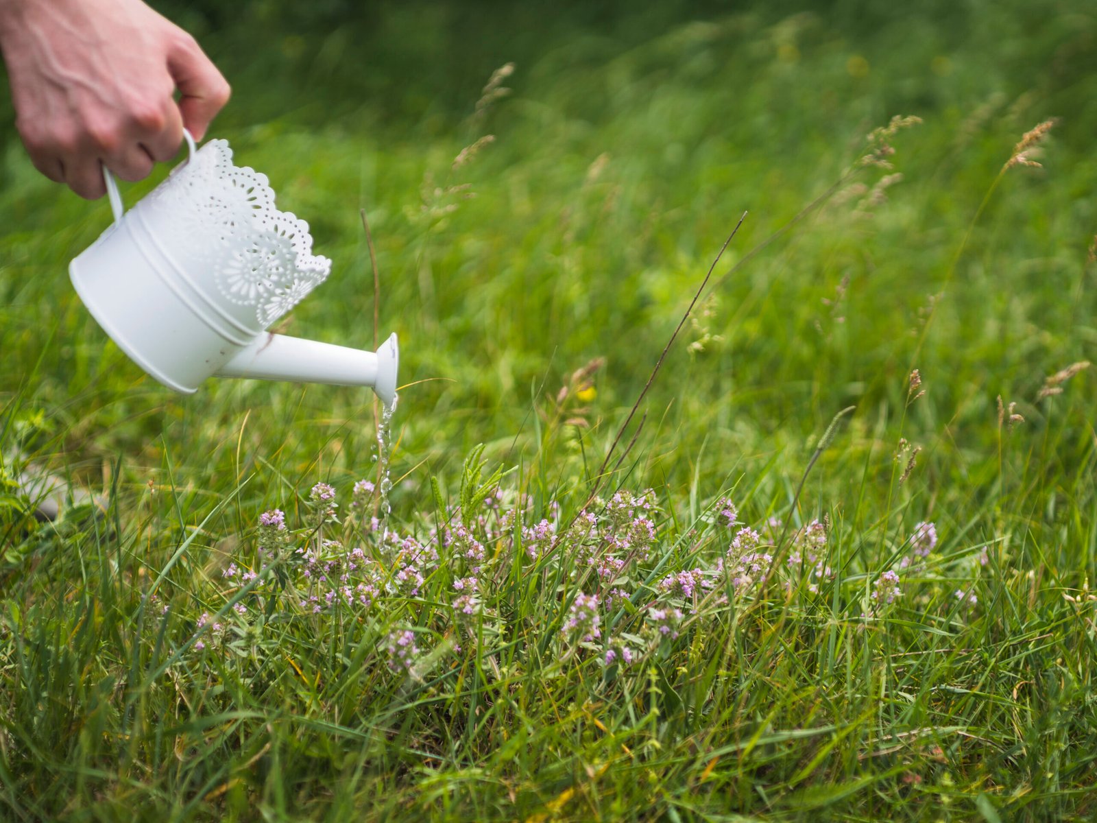 how long to water grass