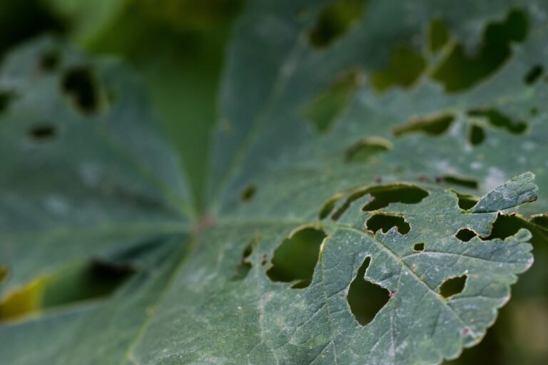 Squash Vine Borers