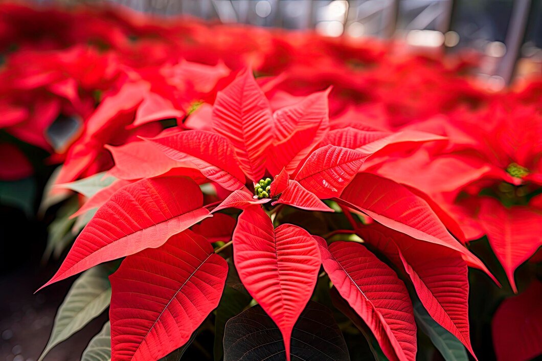 poinsettia plant christmas flower