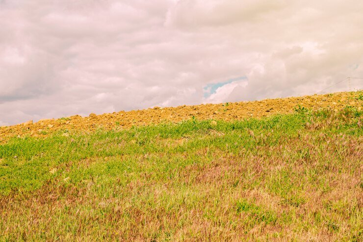 brown grass in summer