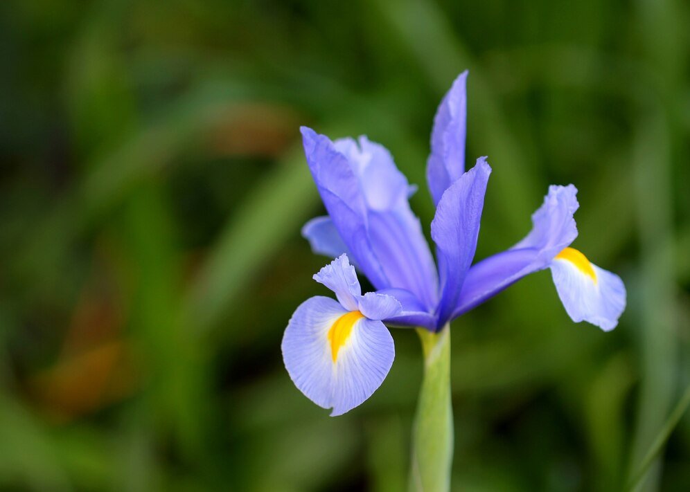 camassia bulbs