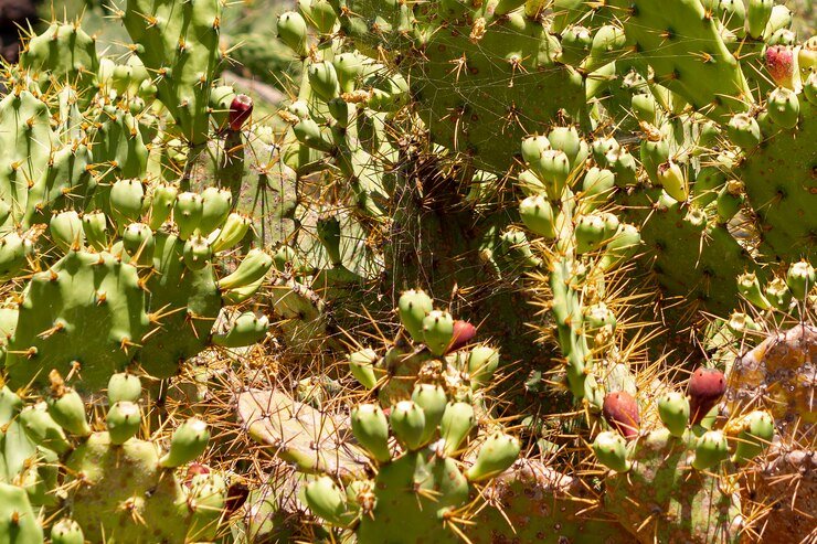 thanksgiving cactus vs christmas cactus