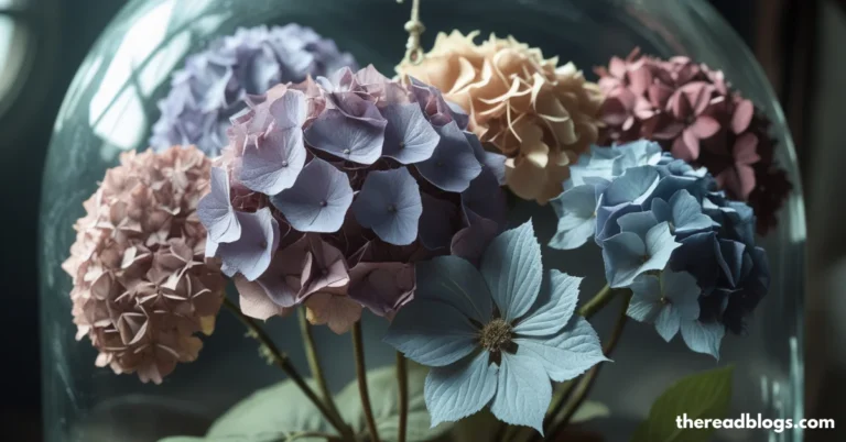 Preserved Hydrangea